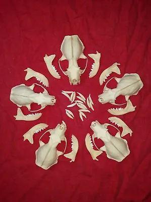 Mink Skulls Bones Real American Animal Heads Weasel Fox Carnivore Coyote • $32