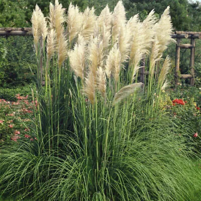 Cortaderia - Pampass Grass - White Feather - 0.05 Gram ~ Approx 250 Seeds • £2.49