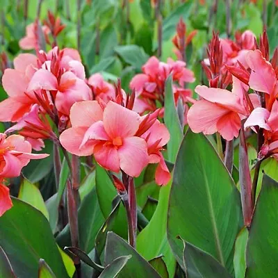 Canna CHINA DOLL X3 Bulbs Canna Flower Bulbs Ready To Plant • £13.95