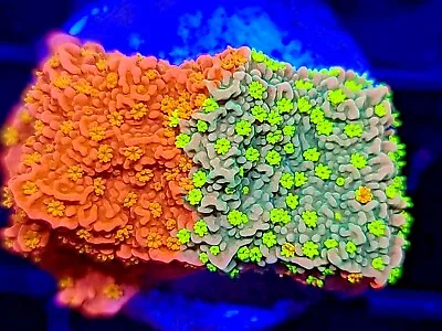 WWC Sunfire Grafted Montipora * Monti * Live Coral Frag * AJ's Aquariums • $34.99