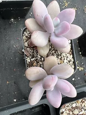 Graptopetalum Amethystinum Nice Succulent 18/12/2023 • $20