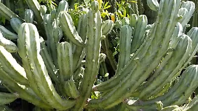 Three Fresh 11.5  Tip Myrtillocactus Geometrizans Cactus Cuttings • $32.95