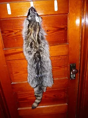 HUGE BEAUTIFUL Tanned RACCOON 4 FEET CLAW FUR PELT TAXIDERMY R17 CABIN HAT DECOR • $58