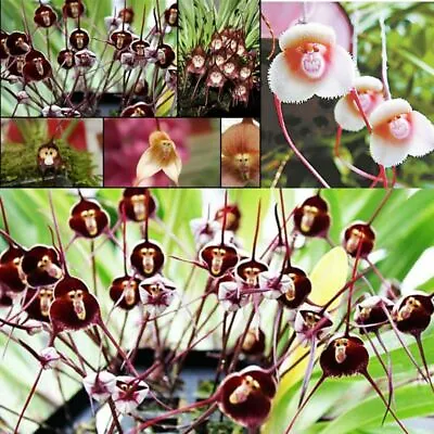 Orchid Seeds 10 Rare Monkey Face Orchid Seeds Cymbidium Seed  • $2.51