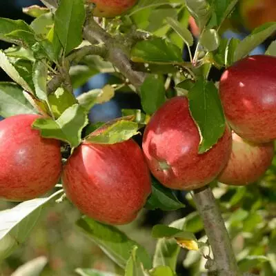 £13.99 • Buy T&M Apple Braeburn Garden Fruit Plant Hardy Tree Easy To Grow Malus 9cm Pot
