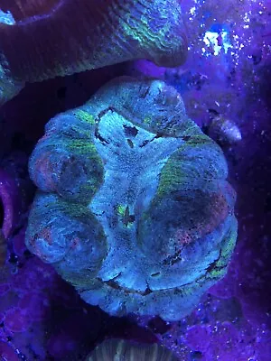 Trachyphyllia Open Brain ULTRA Coral  Live Coral 4-5”SecretTank X • $400