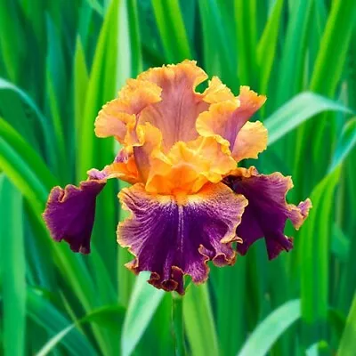 21 Heirloom Iris Seeds Fragrant Flower Plant (much Less Money Than Bulbs) • $4.36