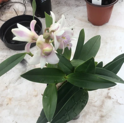 $12 • Buy Dendrobium 