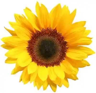 30x SUNFLOWER FLOWERS FLAT EDIBLE CUP CAKE TOPPERS NOT3D D1 • £2.25