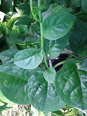 155+ Green Stem Malabar  Alugbati Mong Toi Poi Sang Ceylon Seeds No Pesticides  • $4.97