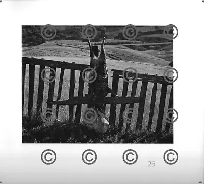 BOOK PLATE B&W Photo MORLEY BAER Coyote On Ranch Fence 1968 / Keeler 9X9.5  • $9.99