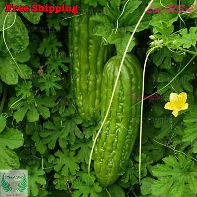 12 Bitter Gourd Seeds | Green Skin Long Bitter Gourd Seeds | Bitter Melon Seeds • $3.88