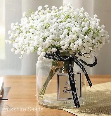 500x Baby's Breath White Covent Garden Seeds - Flowers • £1.99