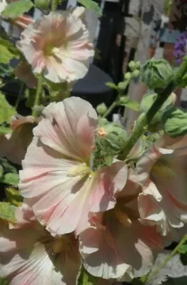 40 Hollyhock Seeds Alcea Yellow Pink And Apricot  • £0.99