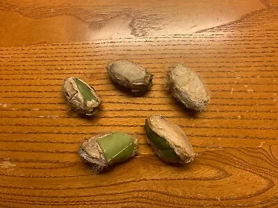 5 Empty Polyphemus Moth Cocoons (Antheraea Polyphemus) For Art • $2.50