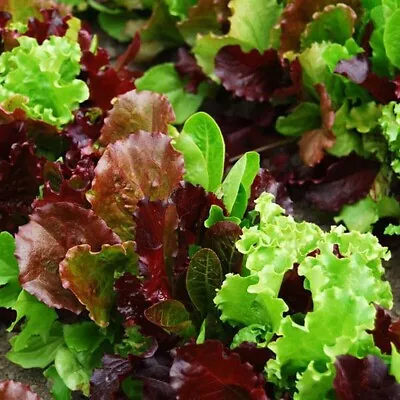 2000 Lettuce Seeds Resturant Salad Bowl - Fast Growing Loose-leaf Cutting • £2.69