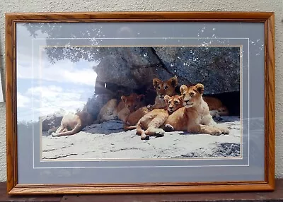 Thomas D. Mangelsen LE 42/1200 Print  30X17   Cub Scouts  Resting - Signed • $719.95