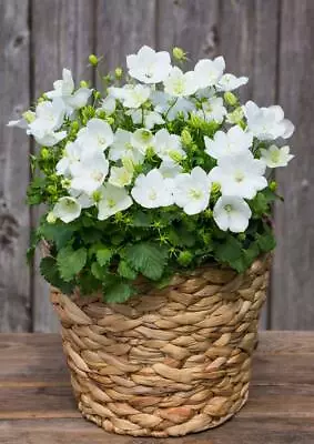 Campanula Carpatica White 200 Seeds- Blooms Allsummer Longperennial • £2.99