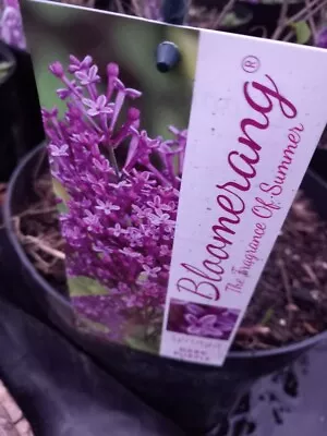 XL 7.5l Pot DWARF LILAC BLOOMERANG Shrub Multistem Purple Scented Repeat Flowers • £27.99