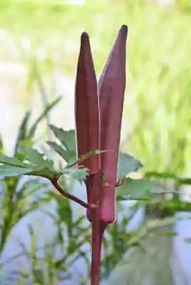 Okra Burgundy Red Seeds Burgundy Ladys Finger Vegetable Seed Okra Burgundy Seeds • $2