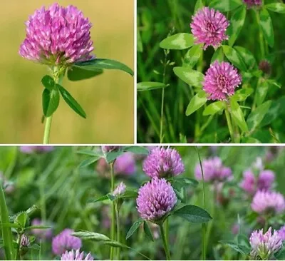 Red Clover | 6000+ Seeds | Bees | Trifolium | Green Manure Same Day Dispatch • £3.95