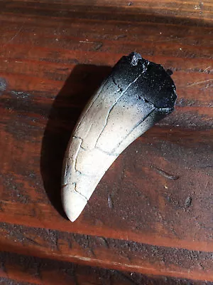 Life Size Tyrannosaurus Rex (T Rex) Dinosaur Tooth Fossil Replica • $13.25