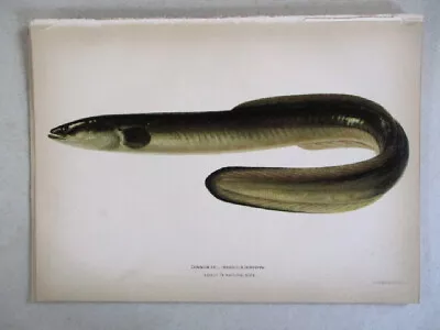 Vtg Print COMMON EELFish C.1900 Bien & Co. Color 7 1/4  X 9 3/4  • $15