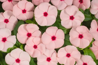 Vinca Seeds 50 Seeds Heatwave Pink Catharanthus Rosea • $4.25