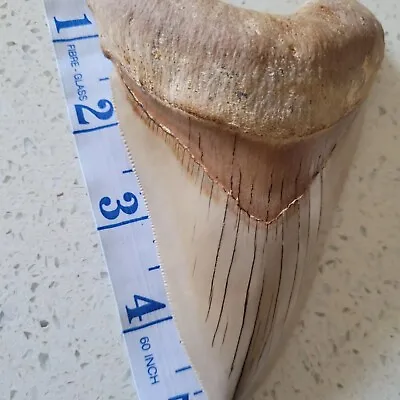 Megalodon Shark Tooth Fossil A Grade.  • £750