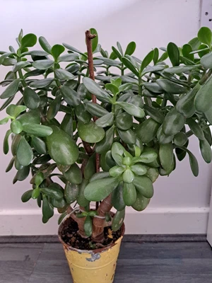 £20 • Buy Large Money Tree Plant For Sale