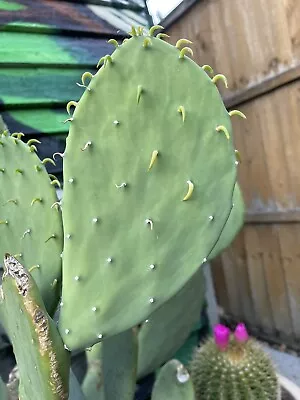 £26 • Buy Rare Large Opuntia Ellisiana Blue Spineless Large Pad 16cm