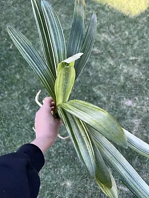 Variegated Clivia Plant! EXACT USA Plant Orange Bush Lily PLS READ! • $100