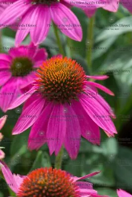 Echinacea Coneflower - Pow Wow Wild Berry - 10 Seeds Perennial Flower • £22.39