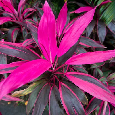 Premium Cordyline Tango | Evergreen Cabbage Palm For Home Office 30-40cm Potted • £12.99