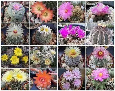 Cactus Variety Mix Rare Globular Columnar Garden Cacti Seed Succulents 50 Seeds • $8.99