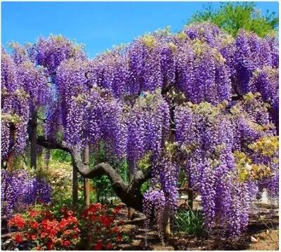 £8.50 • Buy Chinese Wisteria Seeds, Stunning Flower Plant Seed, Wisteria Sinensis
