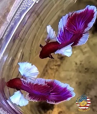 Live Betta Fish High Quality Halfmoon HM Male Lavender Dumbo • $23.75