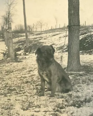 CC202 Original Vintage Photo DOG CHAINED TO TREE C Early 1900's • $5.50