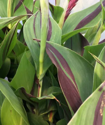 Canna Cleopatra|14cm Potted Plant|Canna Plant • £12.99