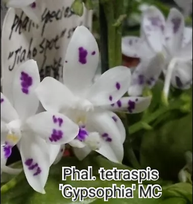 $50 • Buy FPOrchids Phalaenopsis Tetraspis 'Gypsophia'