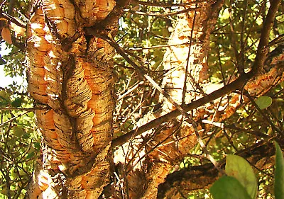 Cork Oak QUERCUS SUBER Evergreen Tree Knobbly Bark 20-30cm Tall • £8.90