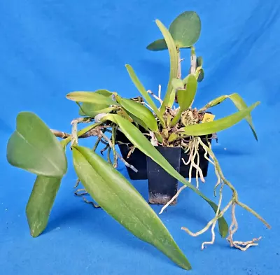 THG Orchid Cattleya Alliance A Mix Of 3 Different Orchids In 40mm Tubes A26. • $21.50