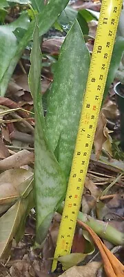 SALE 3 Sanseveria Snake Plants From 5 -9  Tall Mother In Law's Tongue • $6.25