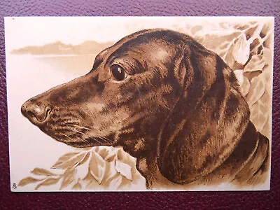 Dachshund Teckel Dackel Dog *Vintage* Tuck Embossed Art Series 1283 C1904 #3 • £3.49