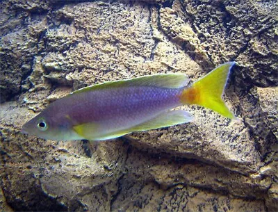 Cyprichromis Coloratus Mbita Tanganyika Cichlid 4cm • £25