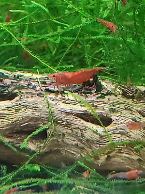 20 + Extra Cherry Neocaridina Shrimp • $38.85