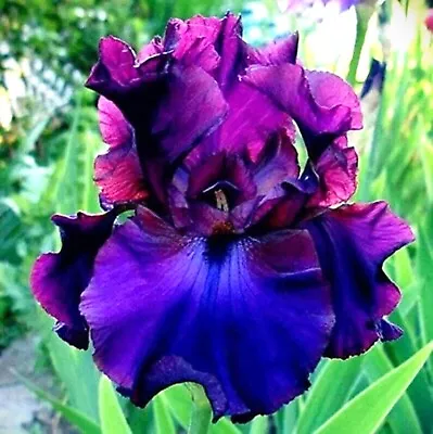 40 Heirloom Iris Seeds Fragrant Flower Plant (much Less Money Than Bulbs) • $7