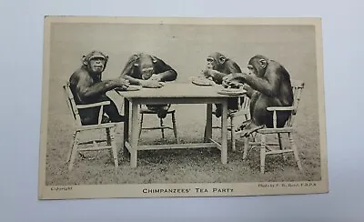 Vintage Chimpanzees Tea Party Postcard Gardens Of The Zoological Society • £5