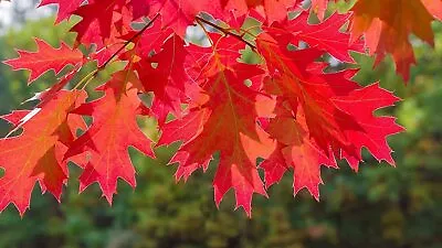 Red Oak Tree Seedlings For Planting | Live Trees For Landscaping Or Shade - No S • $32.96