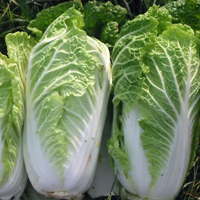 Chinese Cabbage Wong Bok  5 Gram ~  1616  Finest Seeds • £2.59